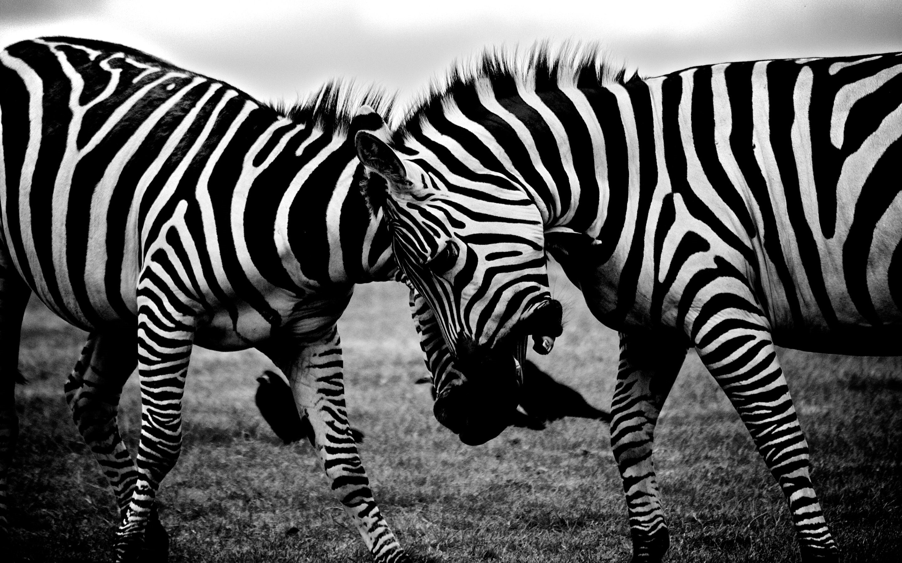 Zebras Fighting Computer Wallpapers, Desktop Backgrounds 2880x1800