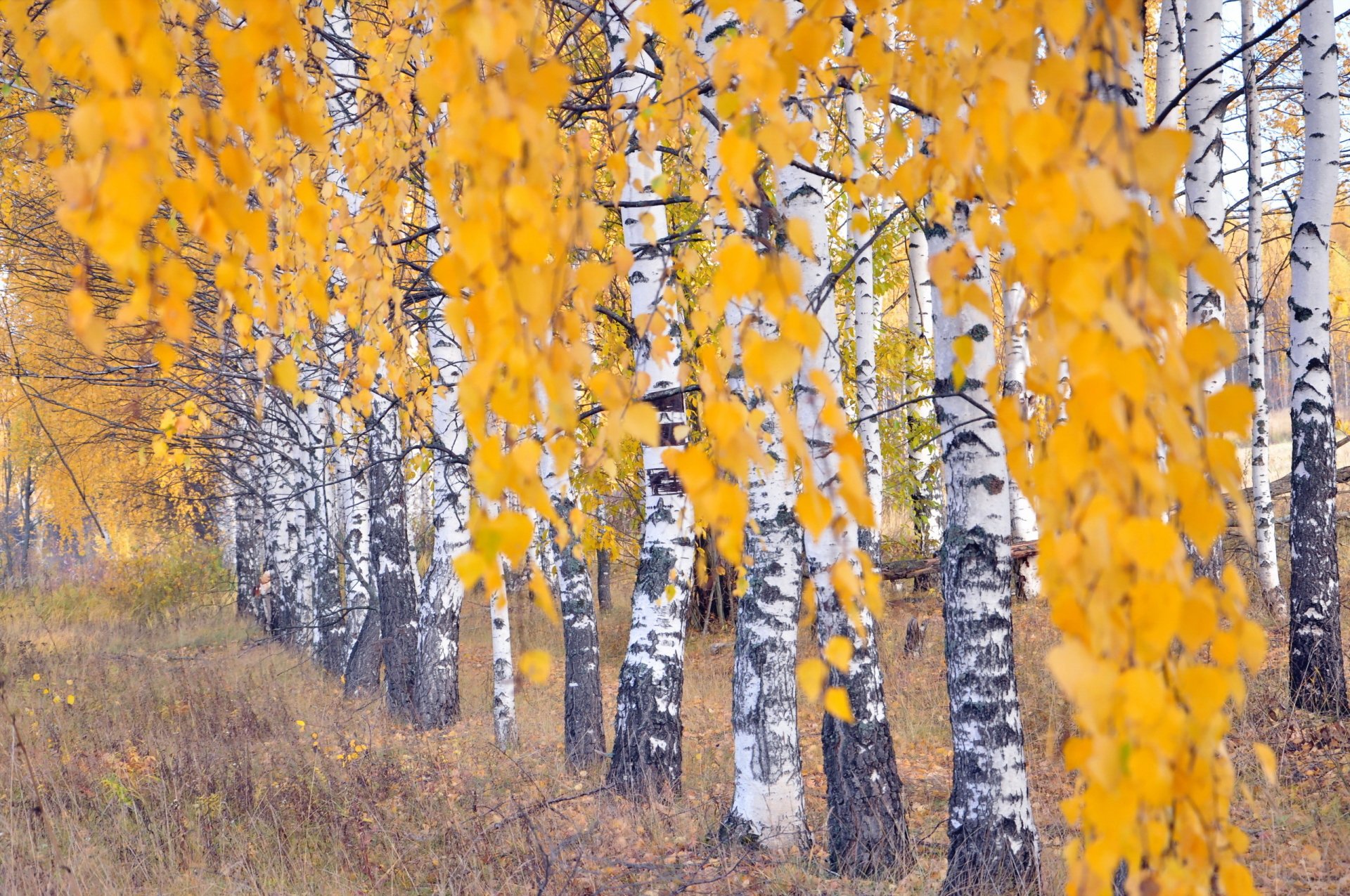 Смотреть онлайн Белокурую блядь трахают в уральском лесу по осени бесплатно