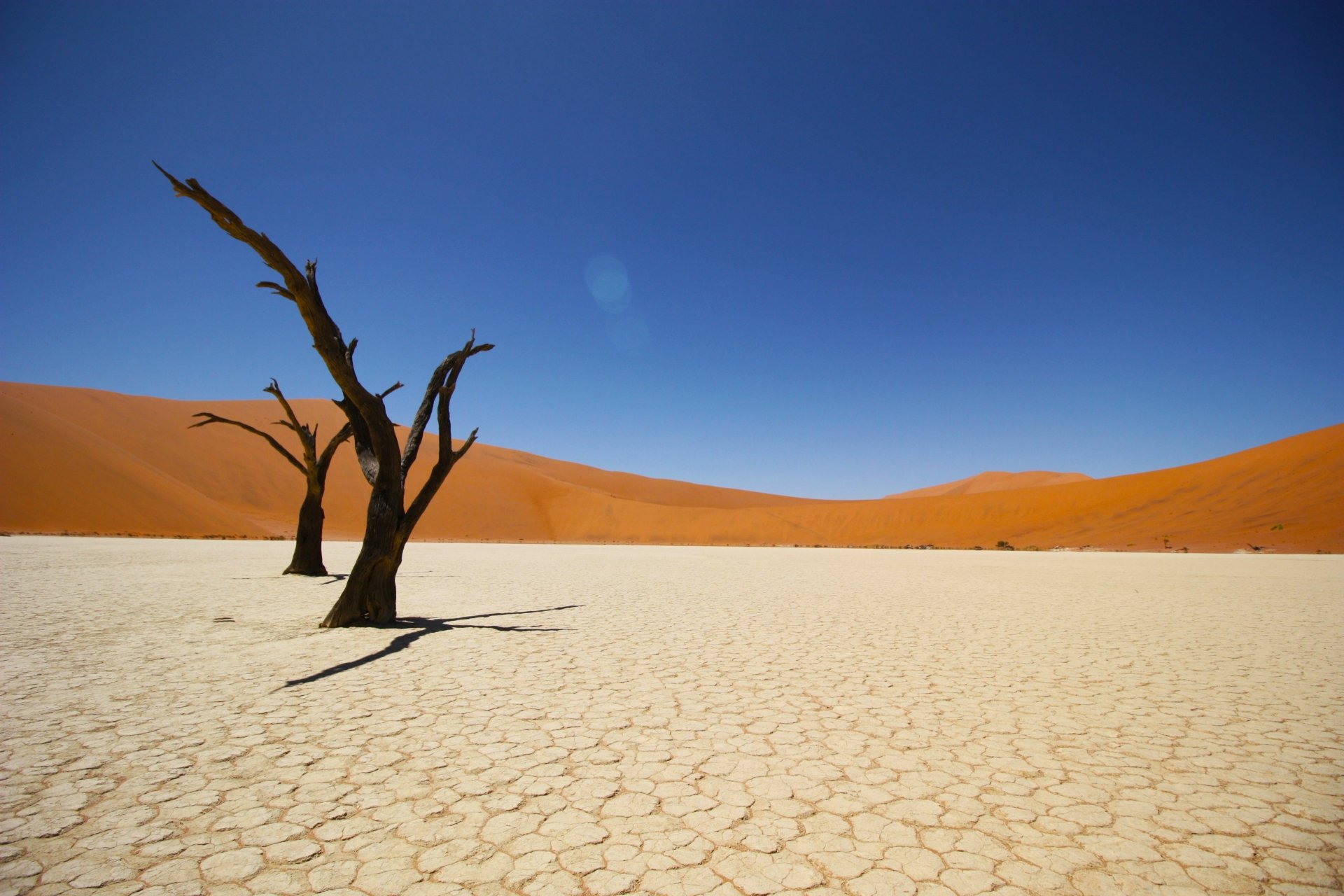 Naked Trees In The Middle Of Nowhere K Ultra Fondo De Pantalla Hd