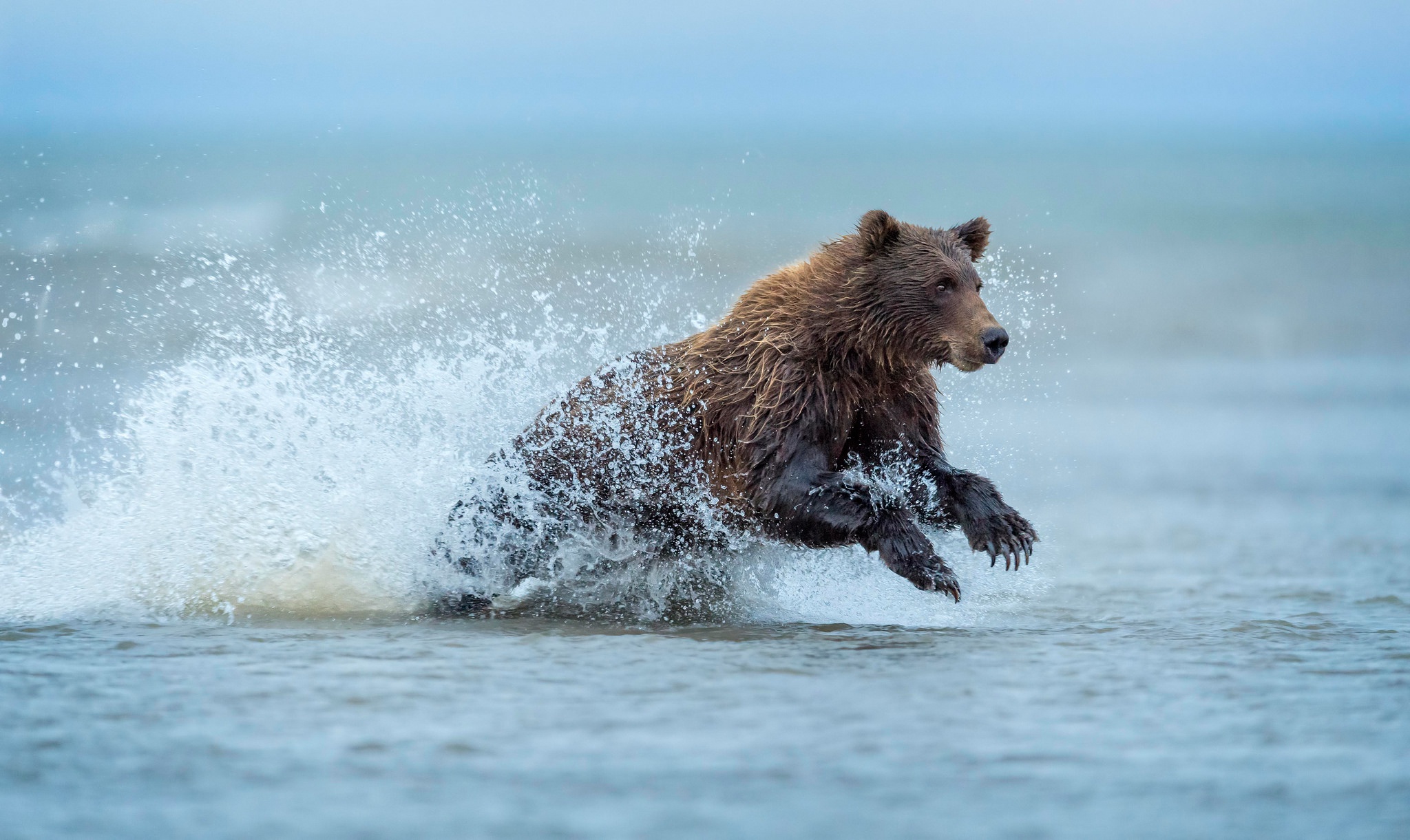 Медведь в воде фото