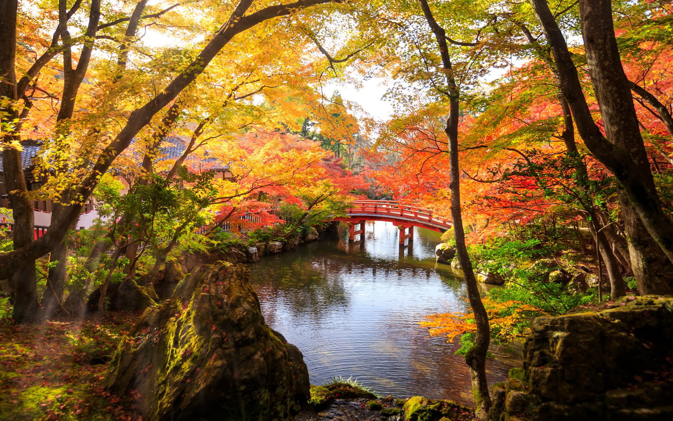 Download Bridge Forest Fall Earth Photography Park HD Wallpaper