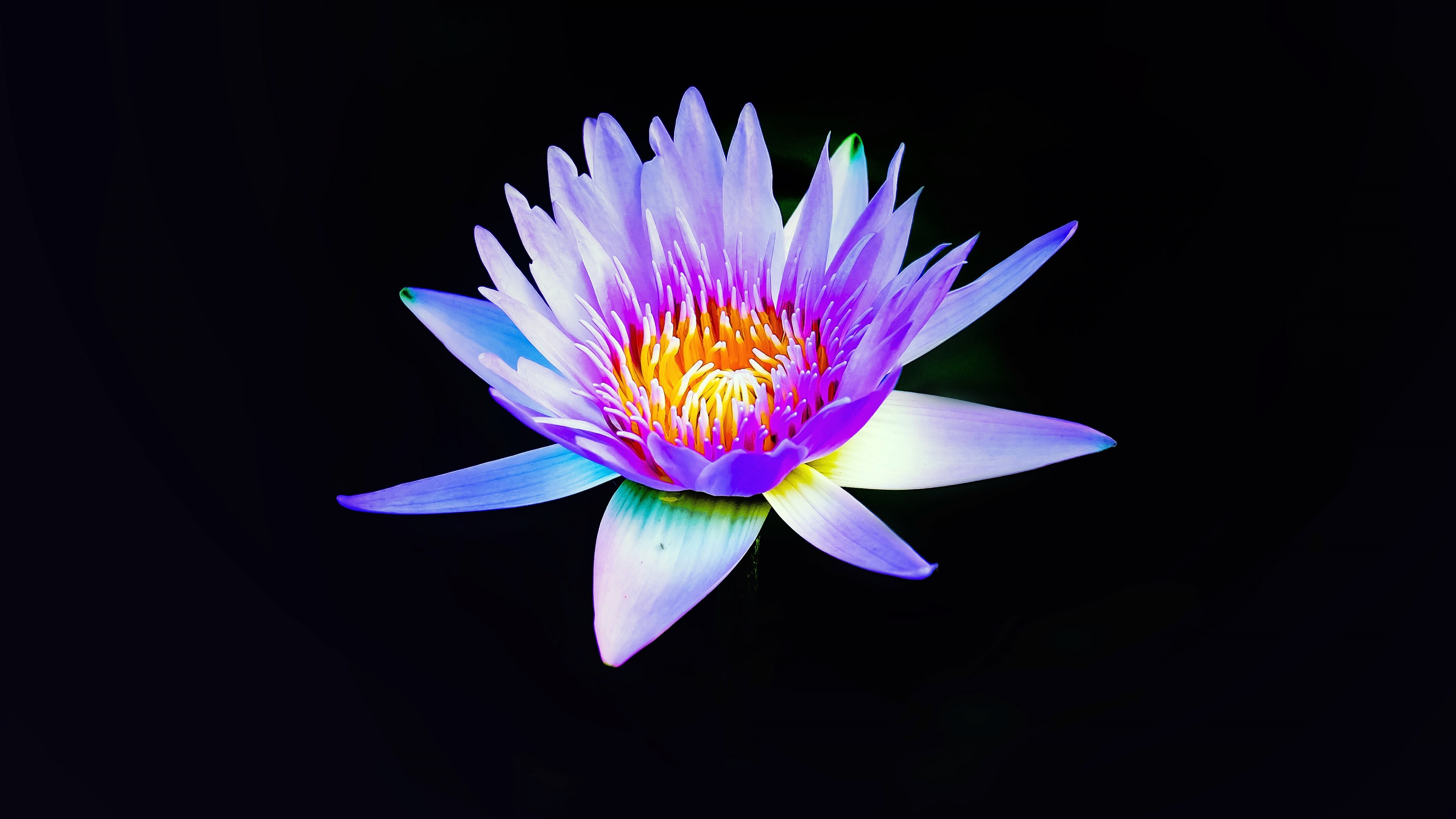 Purple Lotus by Danist Soh