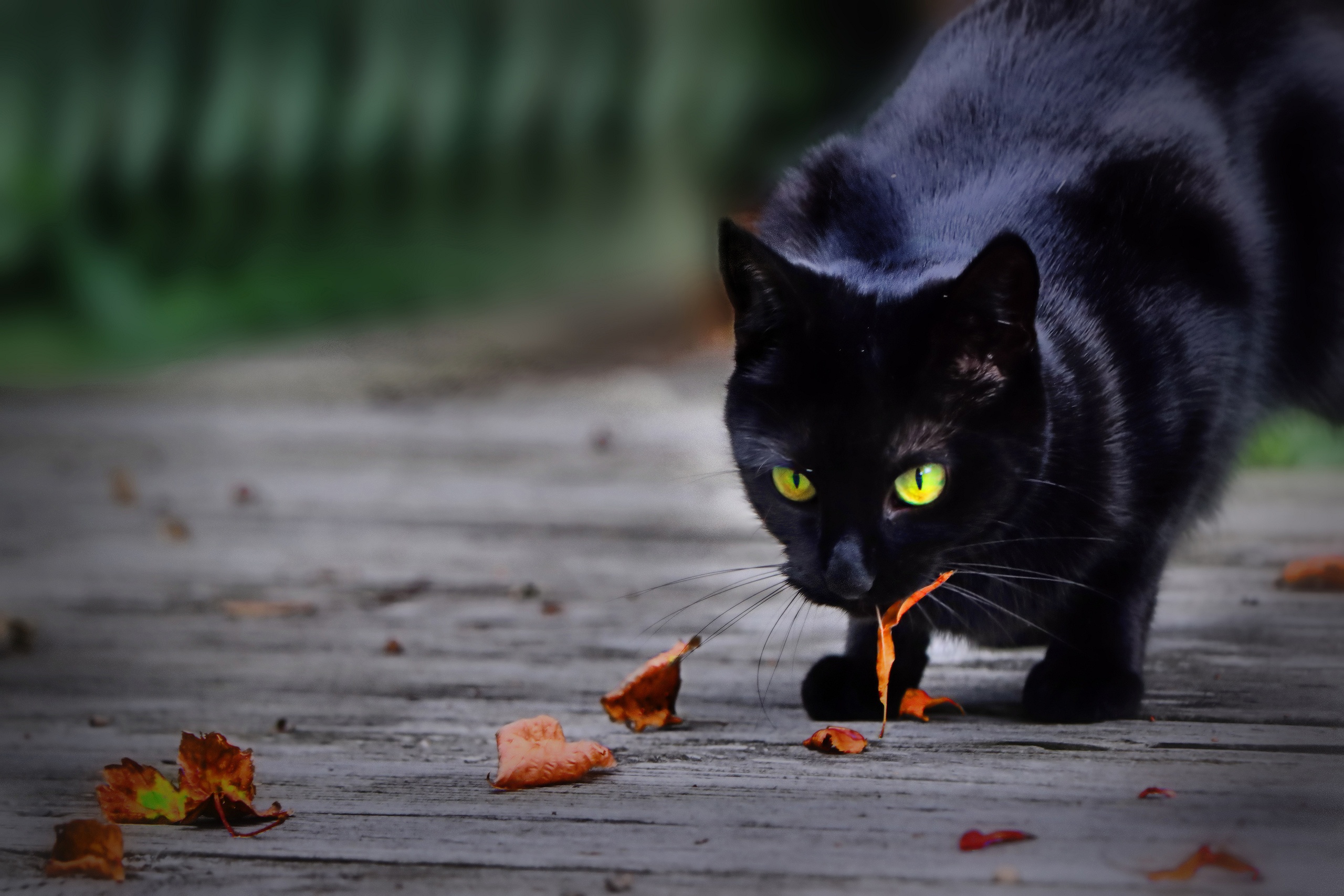 Download Animal Cat HD Wallpaper