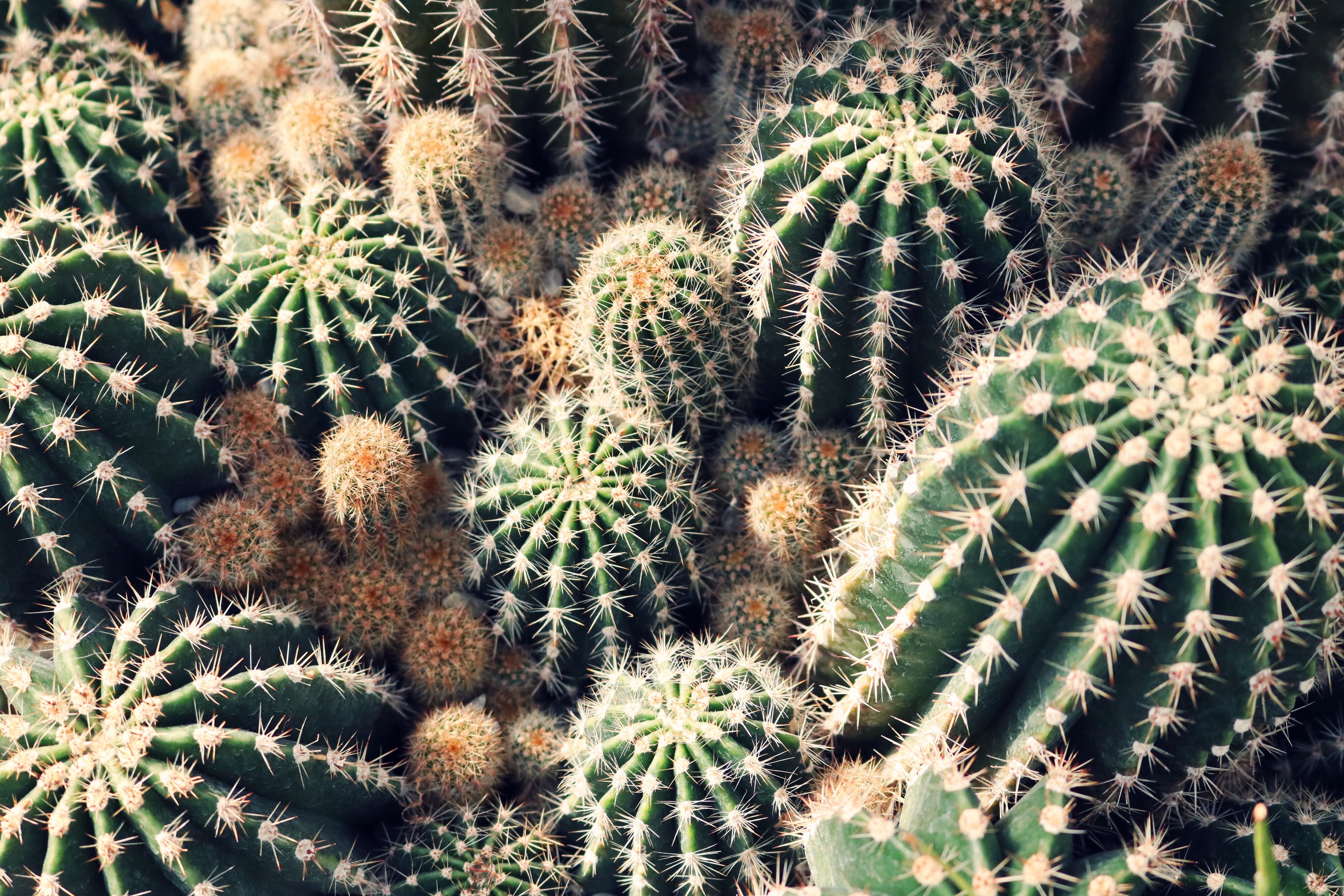 Download Nature Cactus 4k Ultra HD Wallpaper