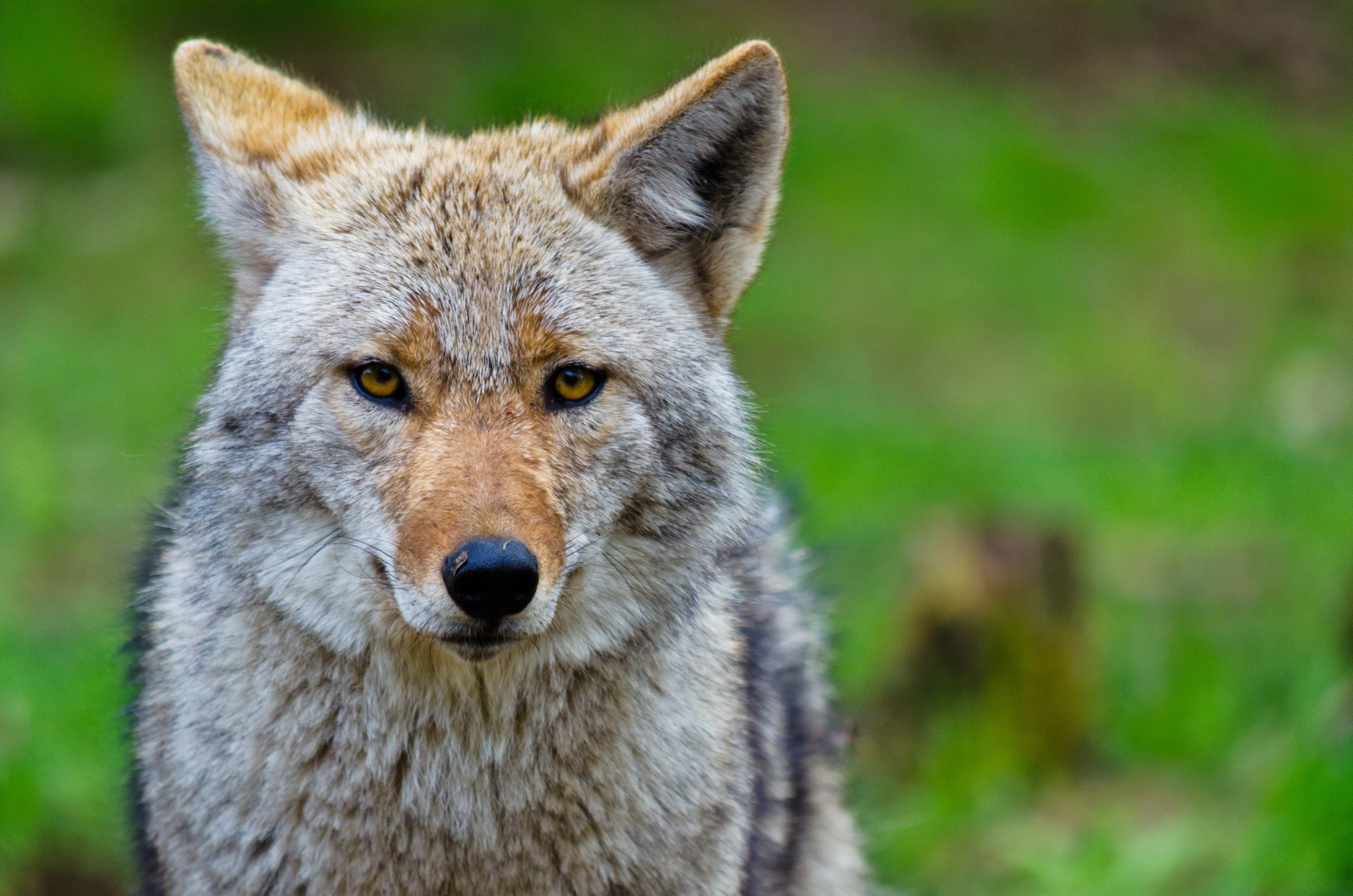 Animal Coyote HD Wallpaper | Background Image