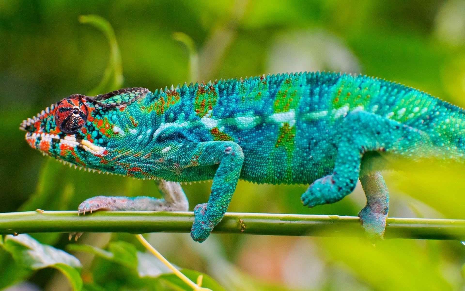 Download Animal Chameleon HD Wallpaper