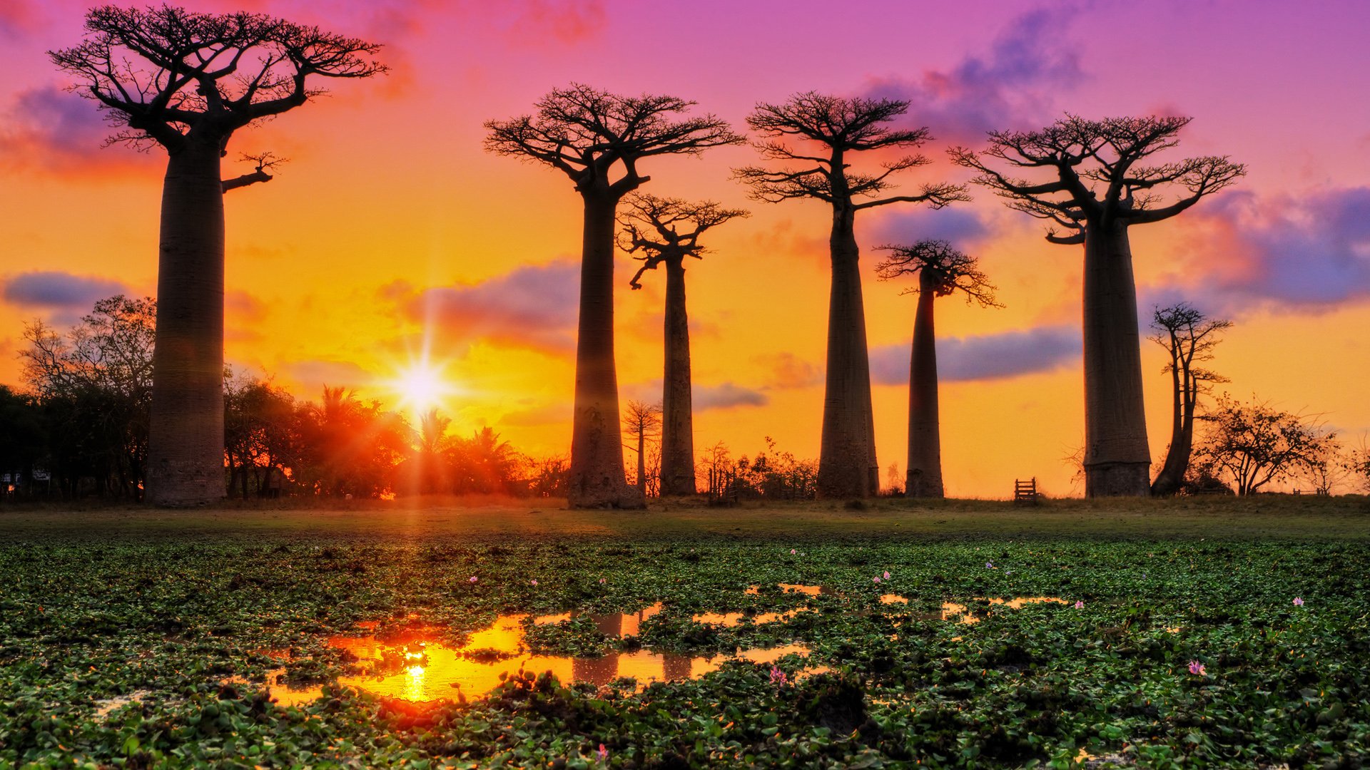 Baobab Trees at Sunset