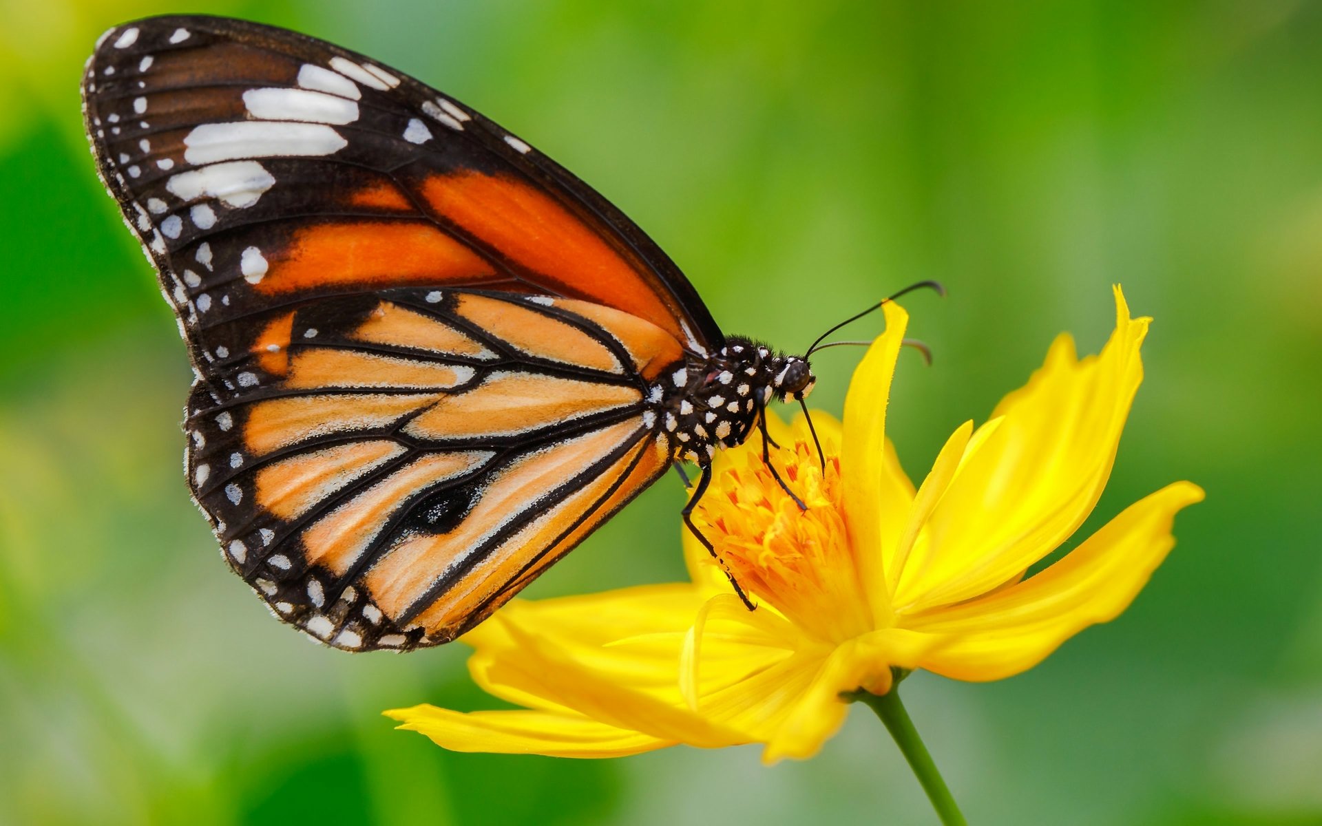 Butterfly on Flower 4k Ultra HD Wallpaper Background