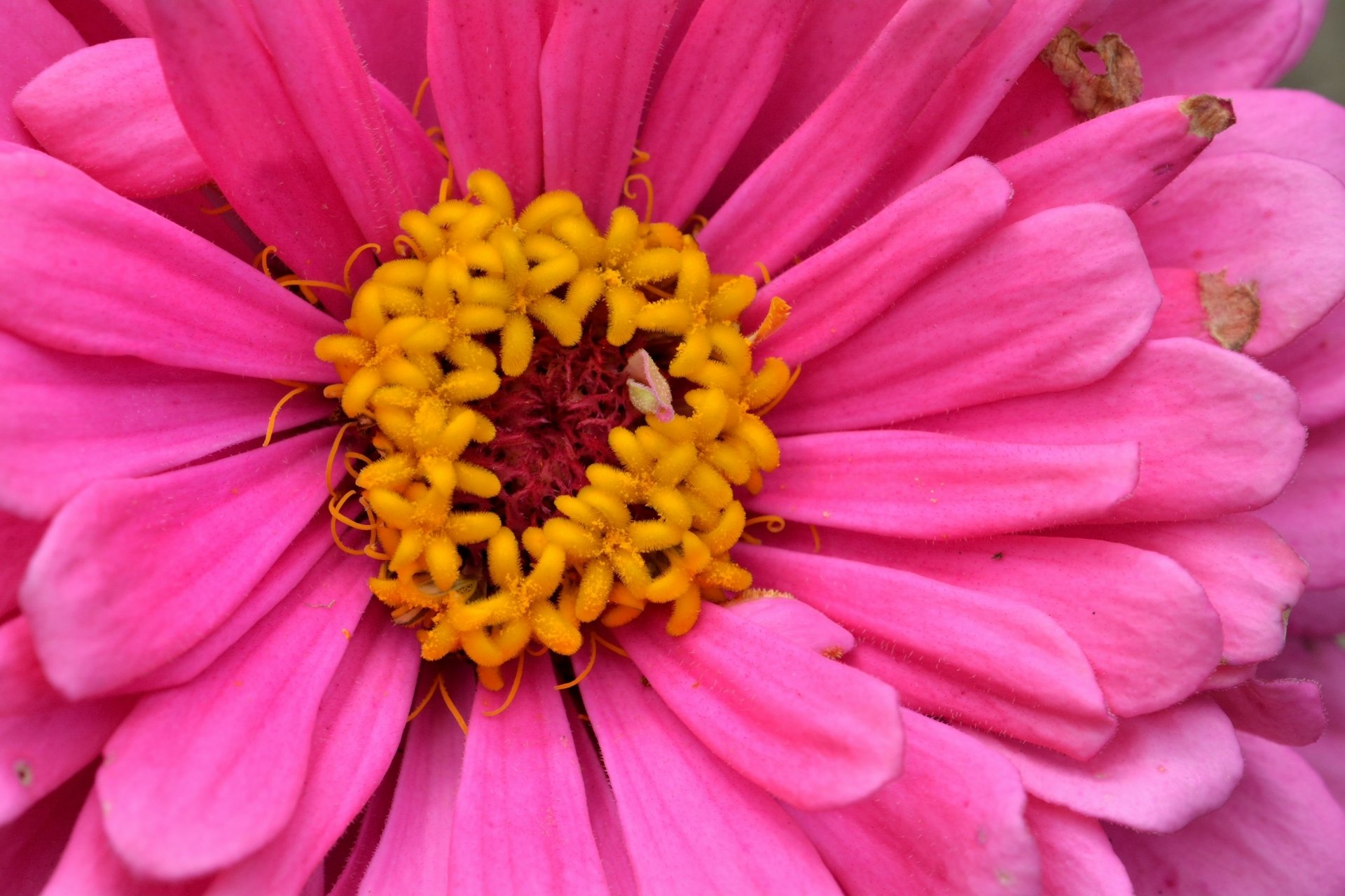 Pink Gerbera HD Wallpaper Background Image 3000x2000