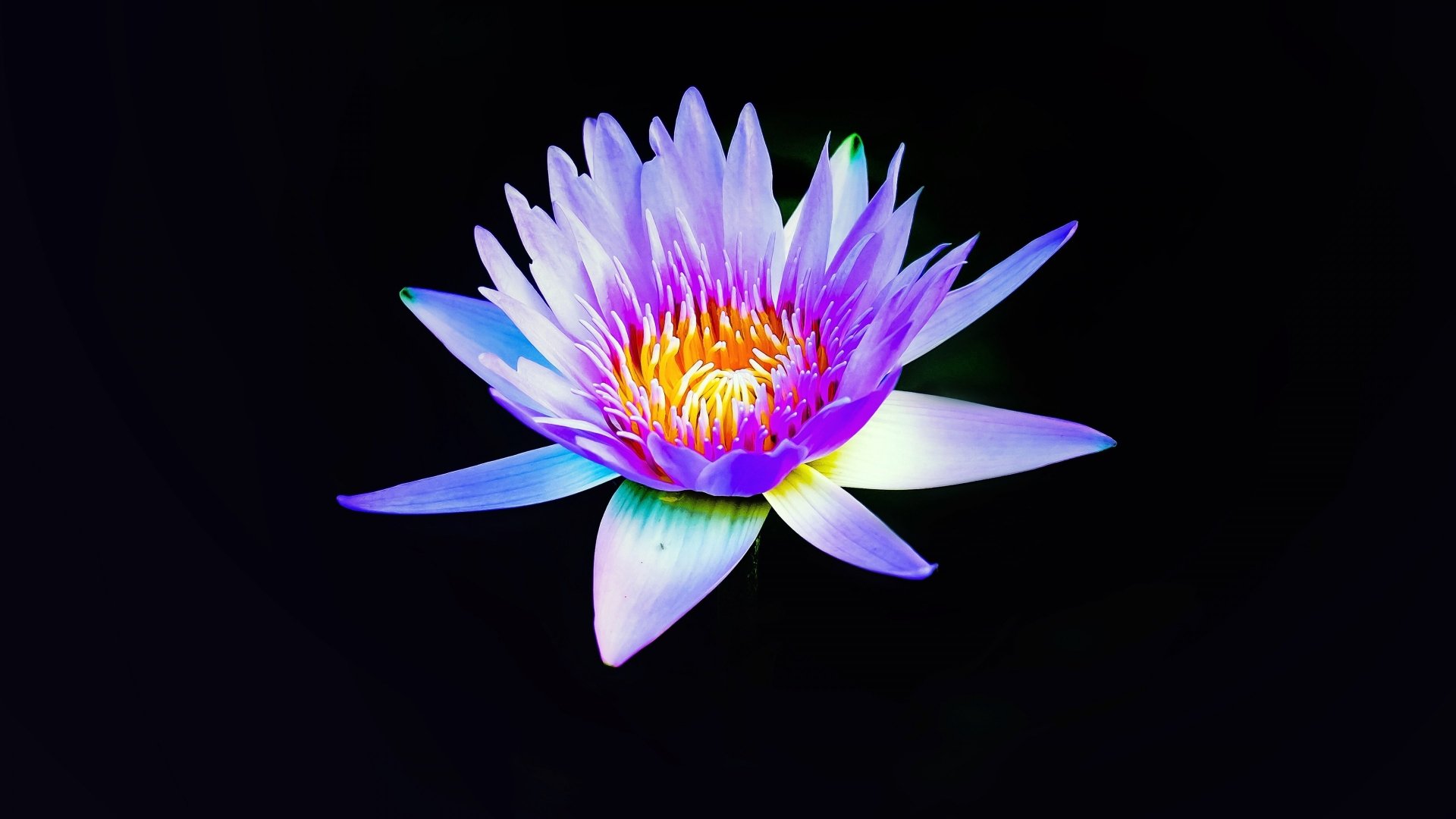 Download Purple Flower Lotus Flower Nature Water Lily 4k Ultra HD