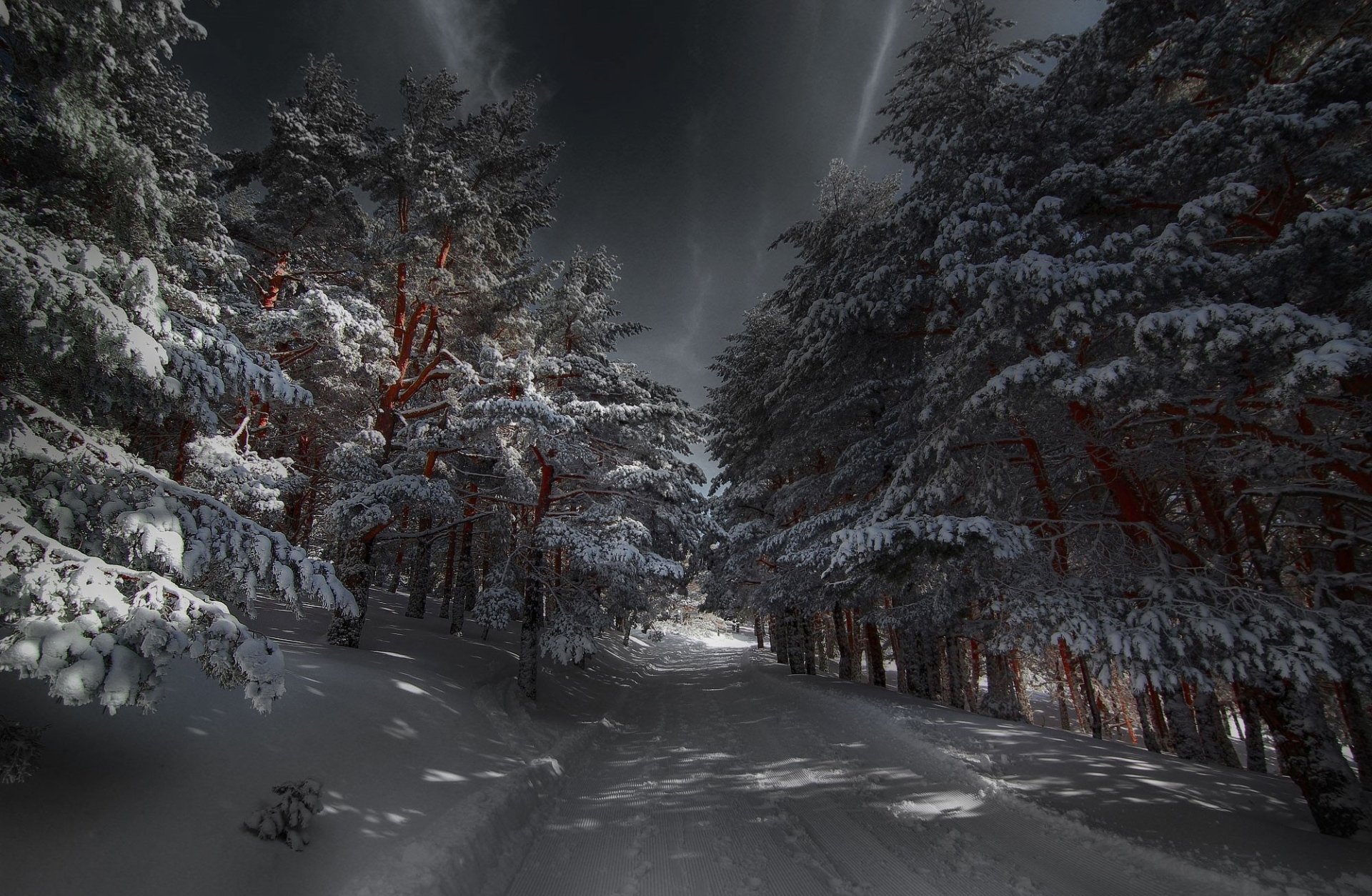 Frosty Forest HD