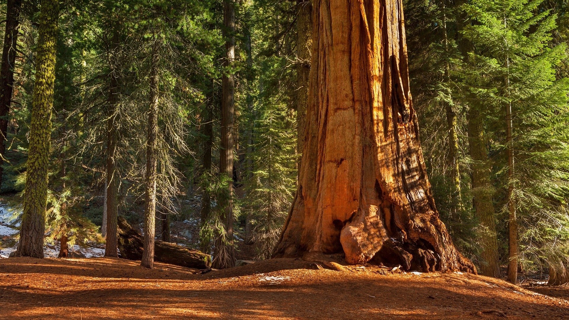 Redwood Forest HD Wallpaper | Background Image | 1920x1080 | ID:1003757