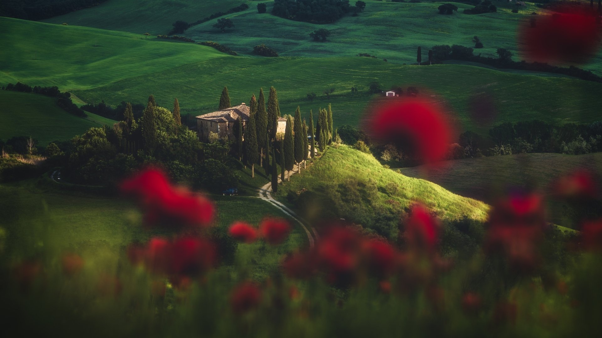 HD desktop wallpaper showcasing a Tuscan landscape in Italy with vibrant red poppies in the foreground and rolling green hills in the background.