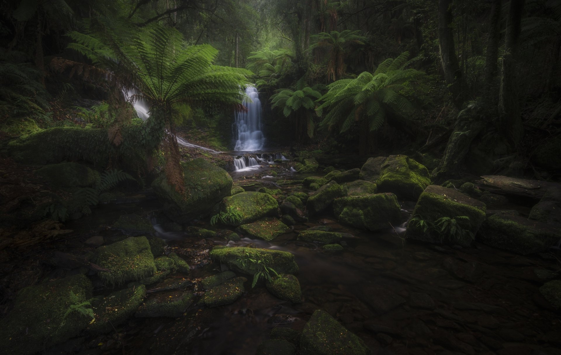 HD PC desktop wallpaper: lush rainforest with towering ferns, thick greenery and a mossy rock stream winding toward a distant waterfall.