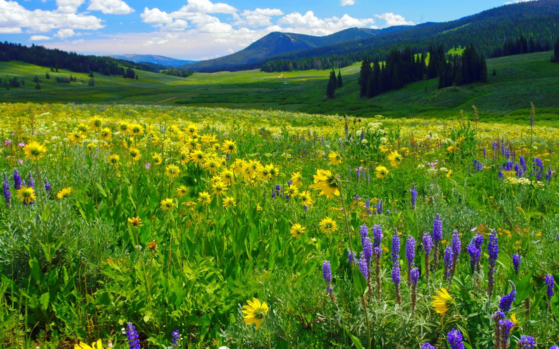 Mountain Flower Field