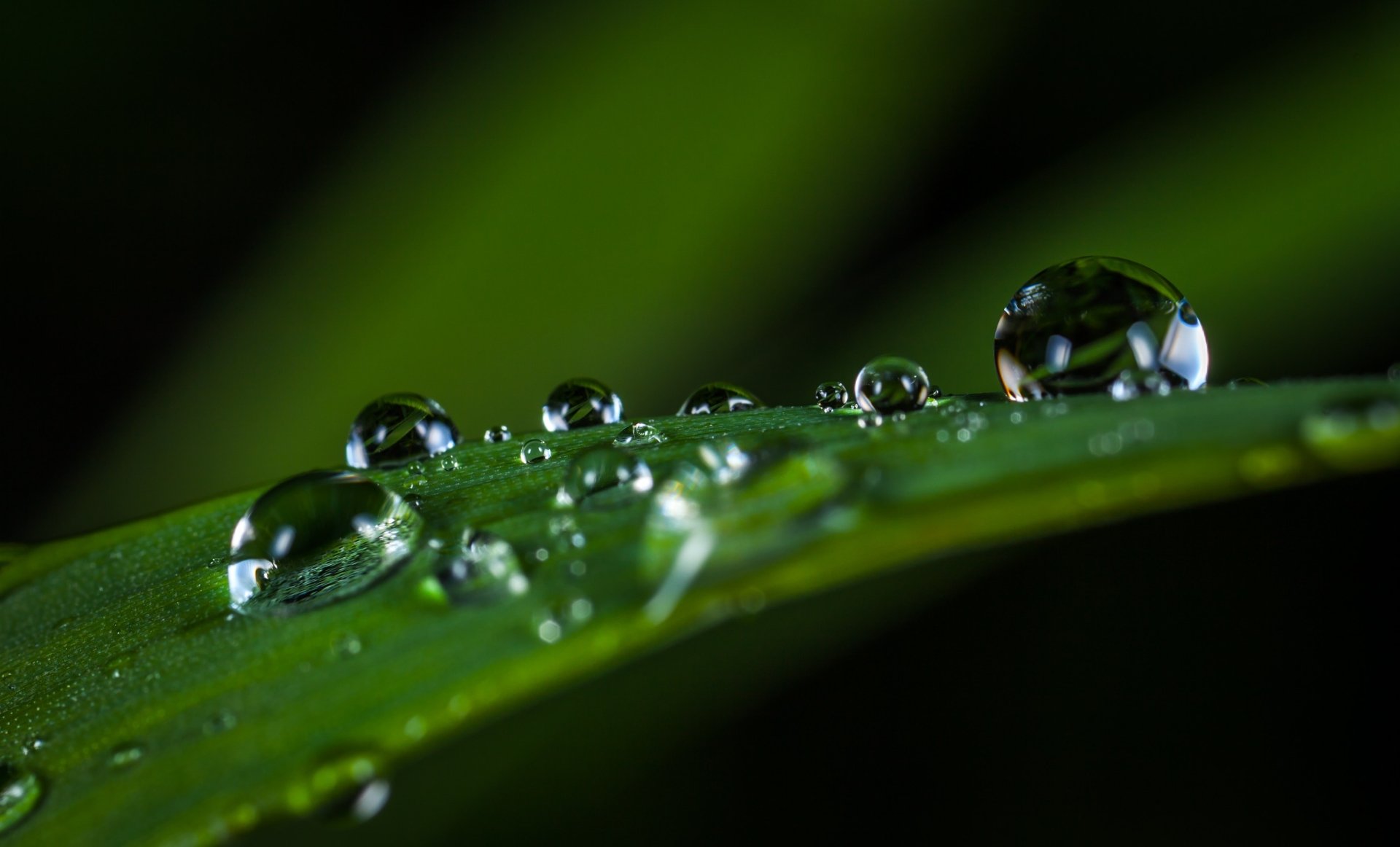 Download Nature Greenery Macro Water Drop HD Wallpaper