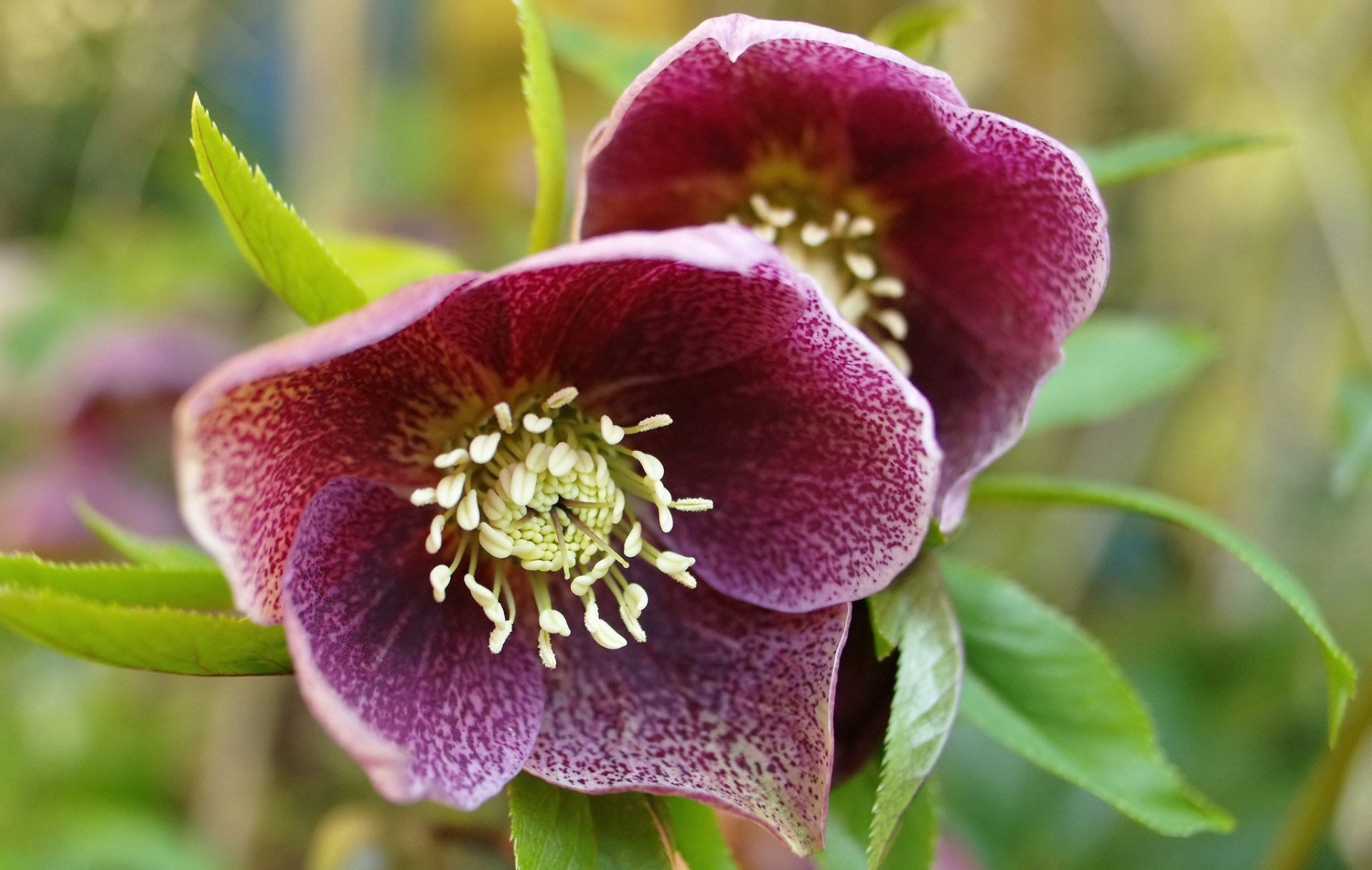 Download Nature Hellebore HD Wallpaper