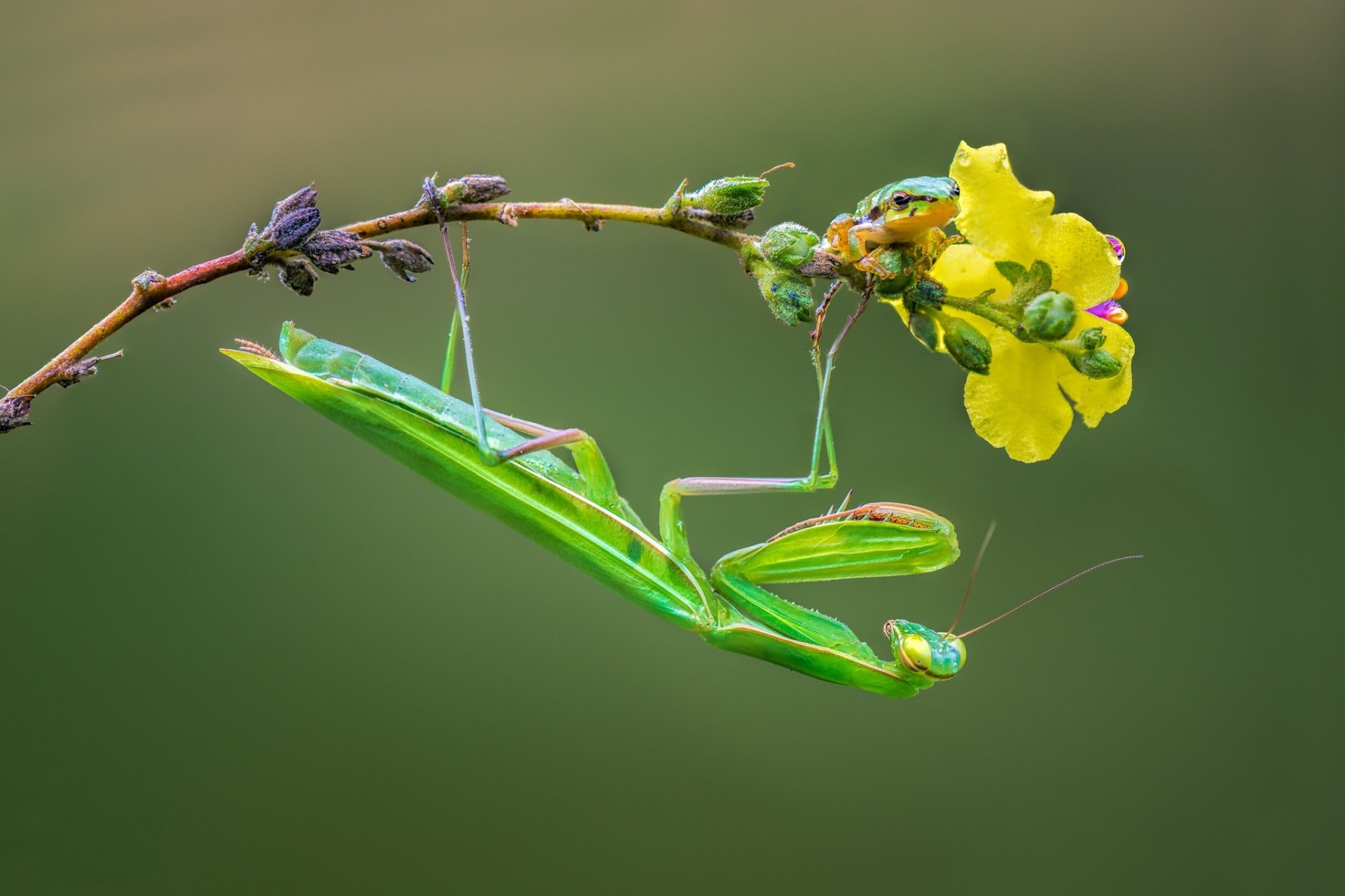 Download Insect Macro Amphibian Frog Animal Praying Mantis HD Wallpaper