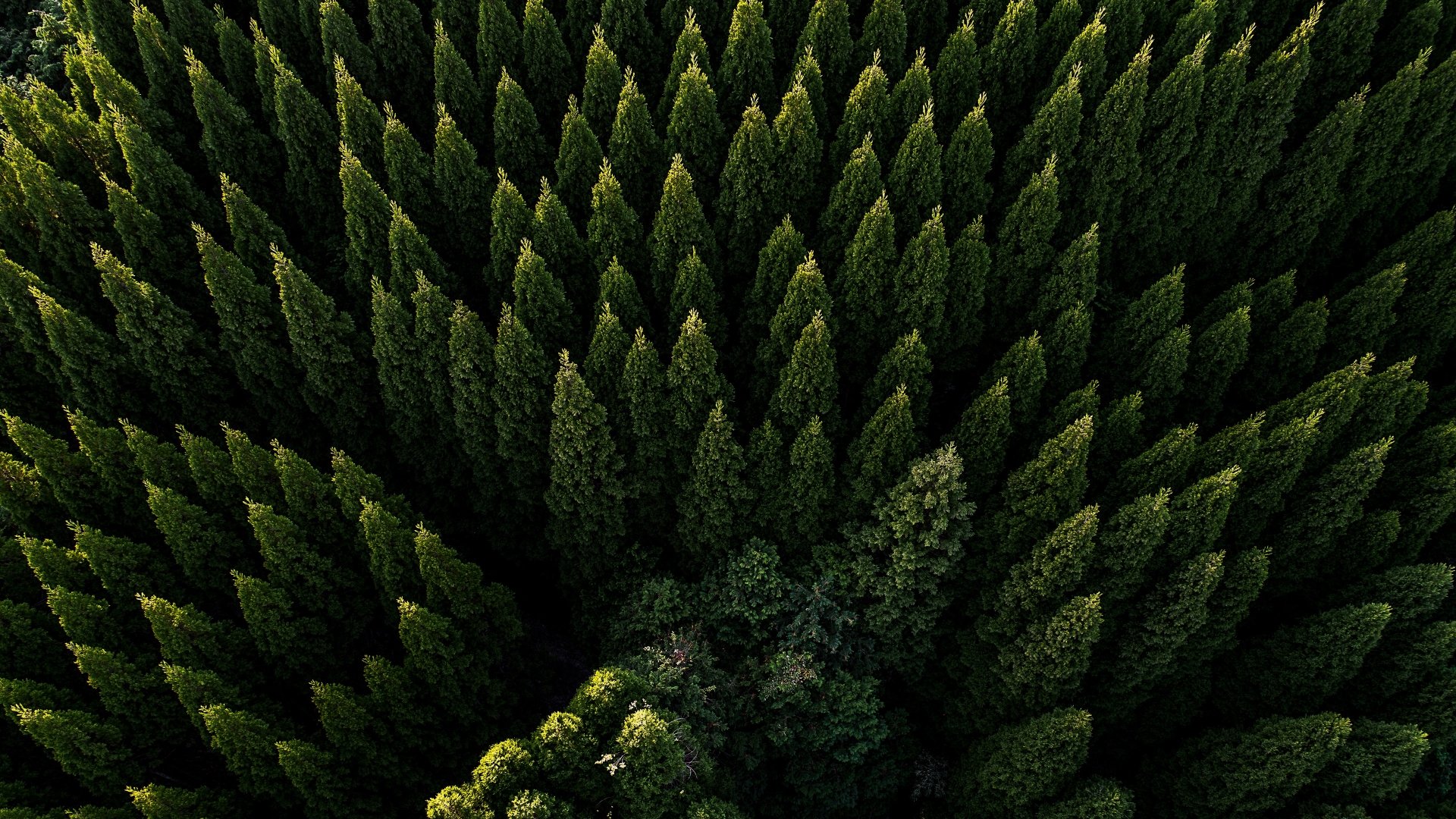 Drone View of Evergreen Forest 4k Ultra HD Wallpaper | Background Image