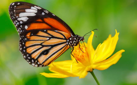  Butterfly on Flower
