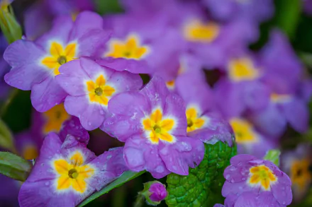 HD desktop wallpaper featuring a vibrant cluster of purple primula flowers with yellow centers, showcasing the beauty of nature in rich detail.