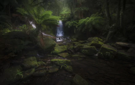rainforest greenery fern nature stream HD Desktop Wallpaper | Background Image
