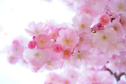 Close-up of vibrant pink sakura cherry blossoms in full bloom, showcasing delicate petals and buds against a soft, bright background in 4K Ultra HD quality.