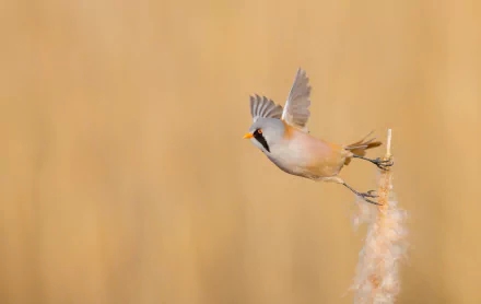 bird Animal bearded reedling HD Desktop Wallpaper | Background Image