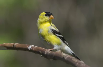 american goldfinch bird Animal goldfinch HD Desktop Wallpaper | Background Image