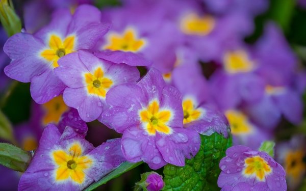 Earth Primula Flowers Nature Flower Purple Flower HD Wallpaper | Background Image