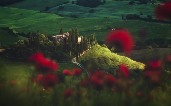 HD desktop wallpaper showcasing a Tuscan landscape in Italy with vibrant red poppies in the foreground and rolling green hills in the background.