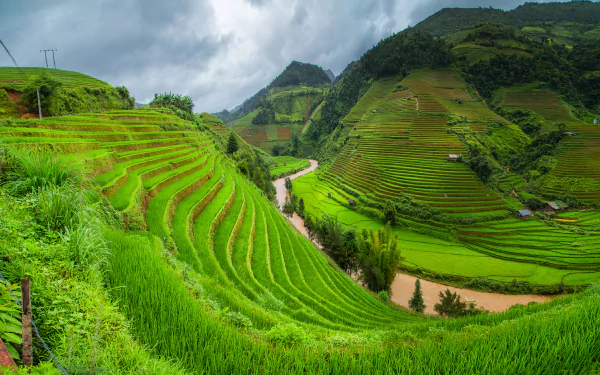 Lush green rice terraces carved into the hills of Vietnam under a cloudy sky, showcasing man-made agricultural landscapes in vibrant 4K Ultra HD detail.