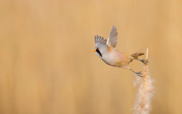 bird Animal bearded reedling HD Desktop Wallpaper | Background Image