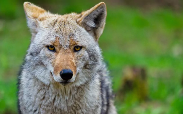 4K Ultra HD PC desktop wallpaper: close-up of a coyote (animal) staring intently, its golden eyes fixed against a soft, blurred green background.