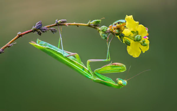 A vibrant macro HD desktop wallpaper featuring a green praying mantis clinging to a branch with yellow flowers, showcasing detailed insect and amphibian elements.