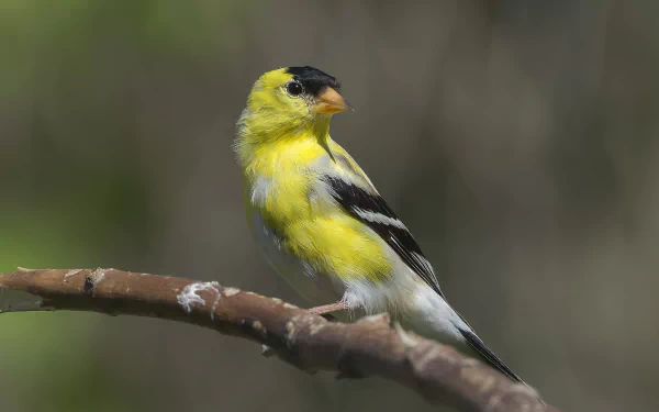 american goldfinch bird Animal goldfinch HD Desktop Wallpaper | Background Image