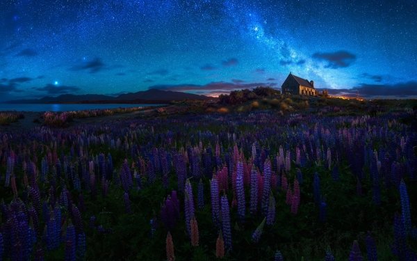 Religious Chapel Night Stars Lupine Flower Purple Flower Starry Sky HD Wallpaper | Background Image