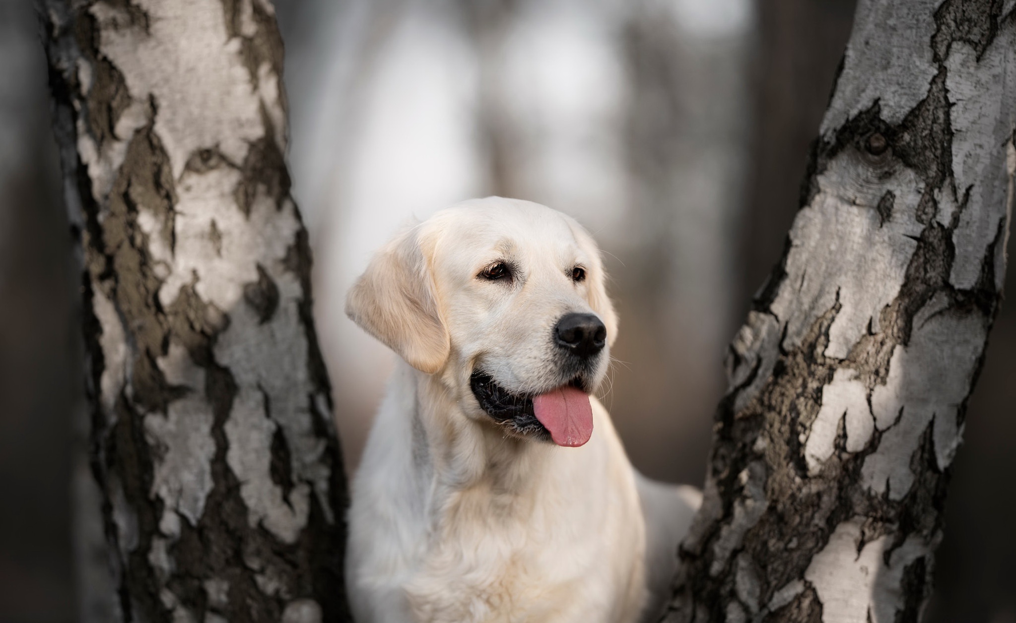 Labrador Retriever HD Wallpaper | Background Image | 2047x1256