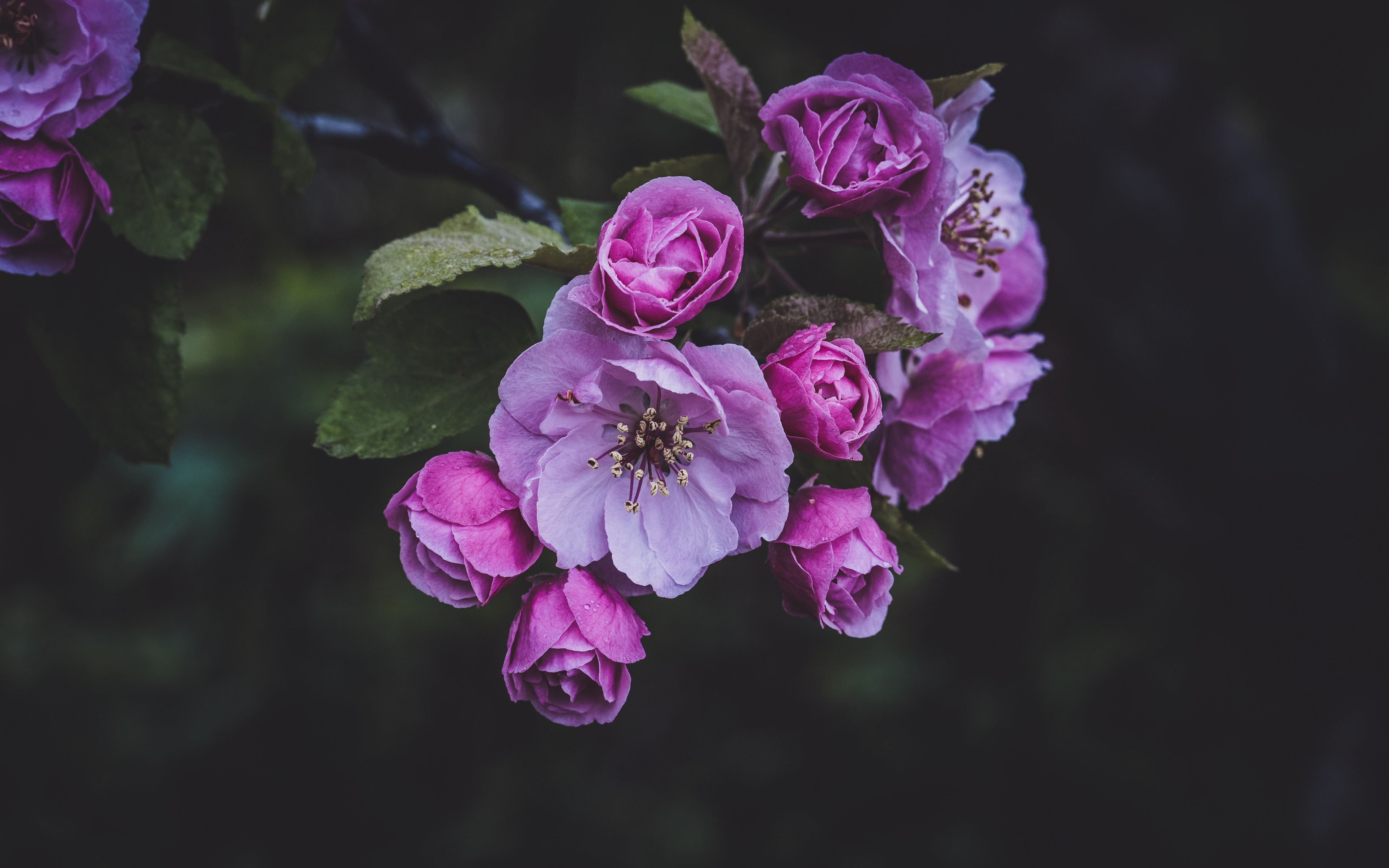 Download Spring Nature Pink Flower Flower 4k Ultra HD Wallpaper