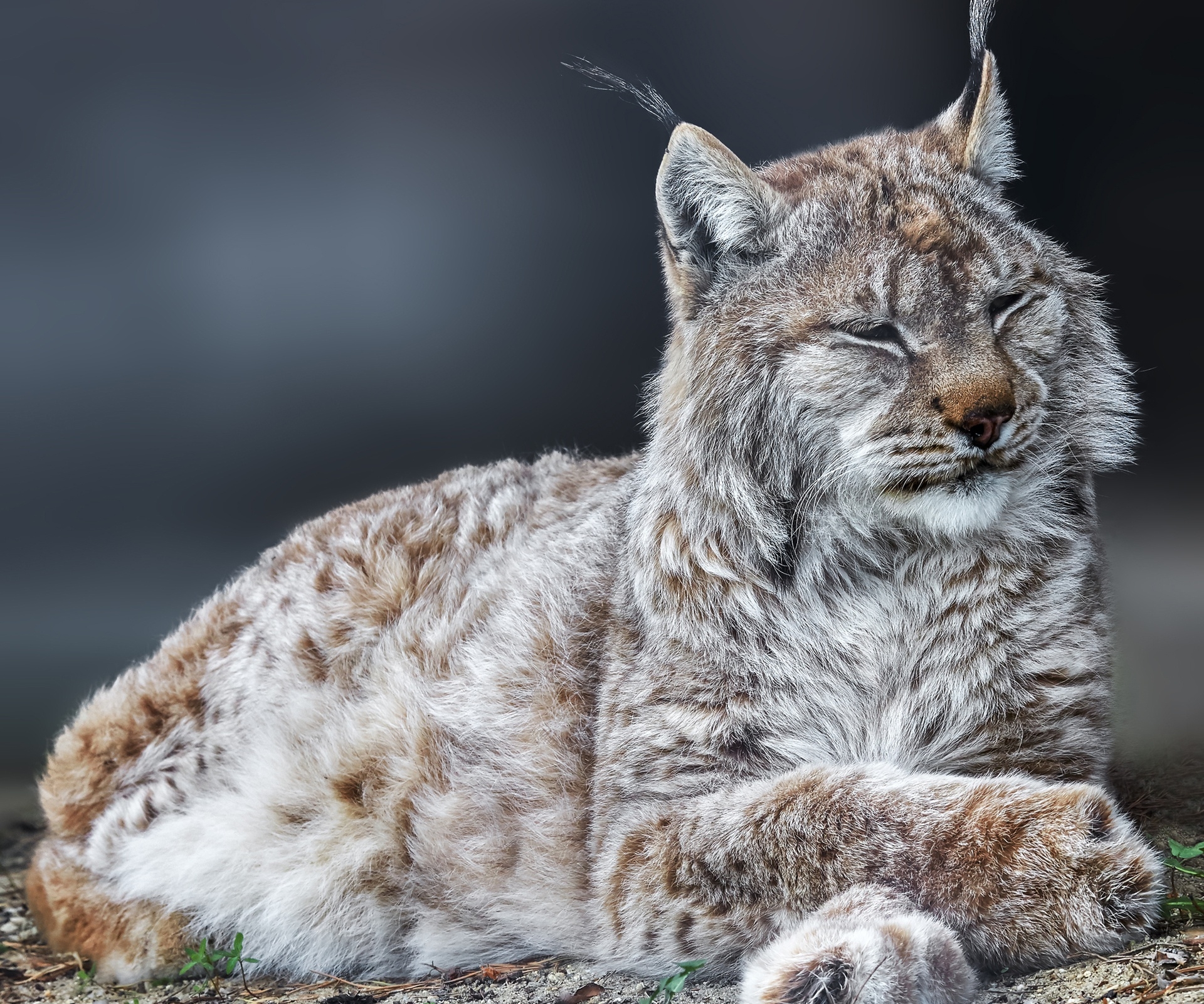 Download Animal Lynx HD Wallpaper