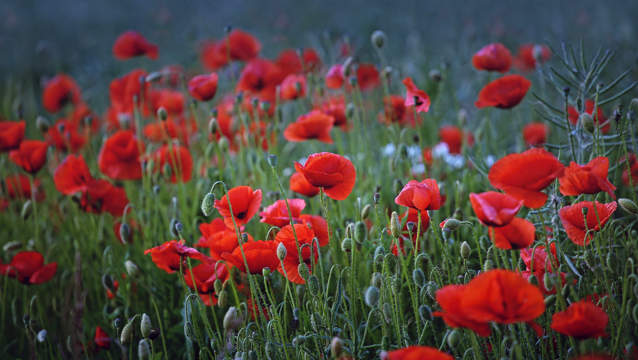 Download Red Flower Nature Flower Summer Poppy HD Wallpaper