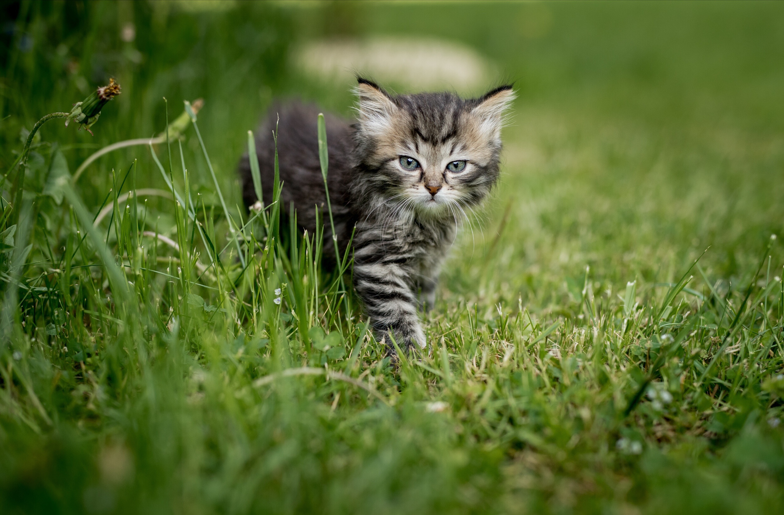 Животные Котики Фото