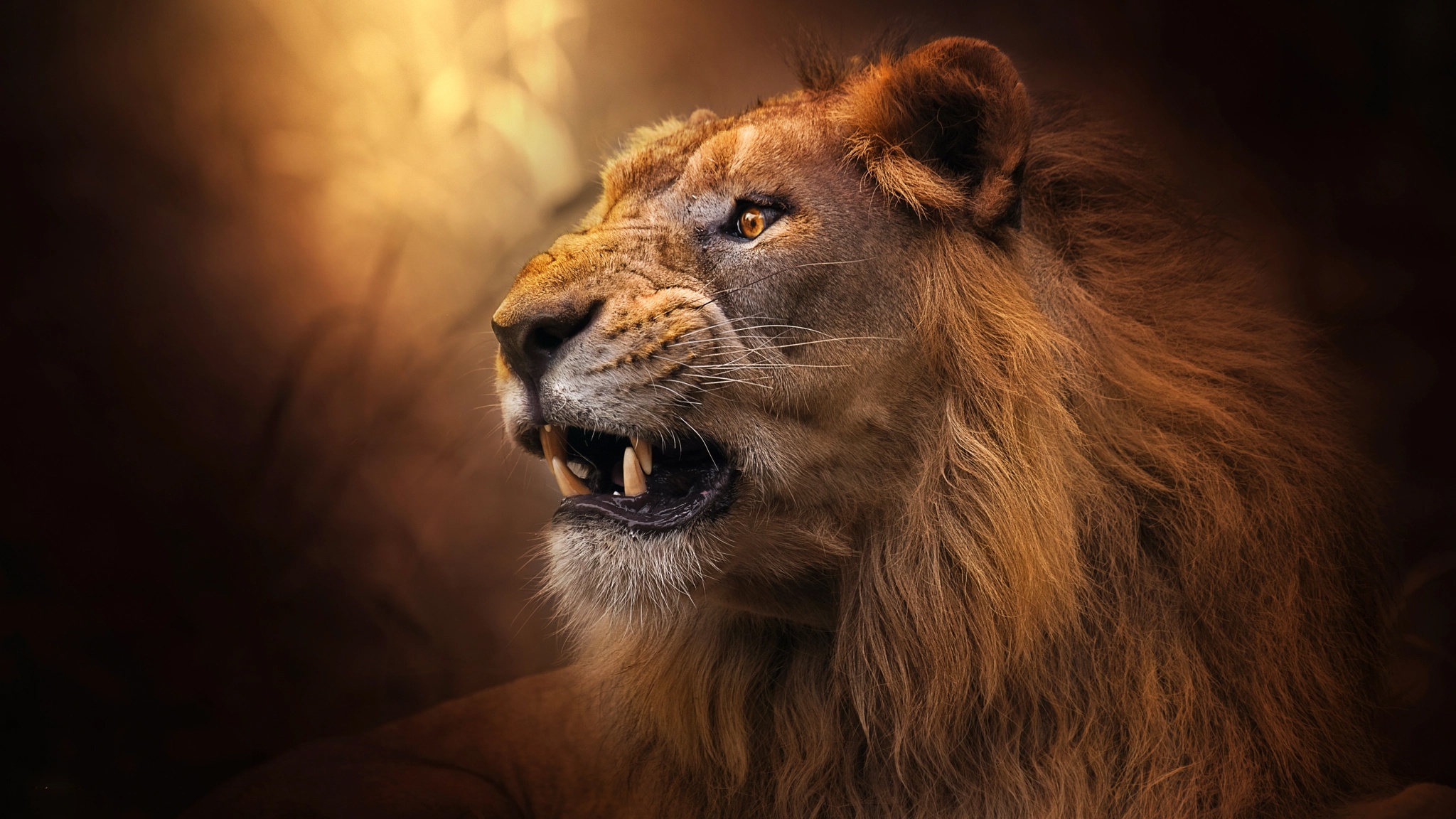 Download Animal Lion HD Wallpaper