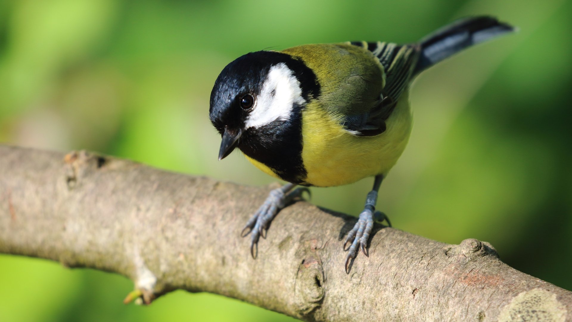 Animal Titmouse 4k Ultra HD Wallpaper