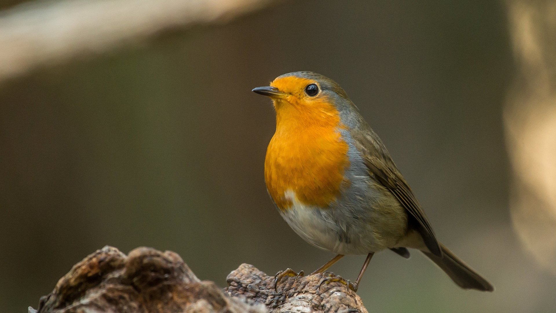 Download Bird Animal Robin HD Wallpaper