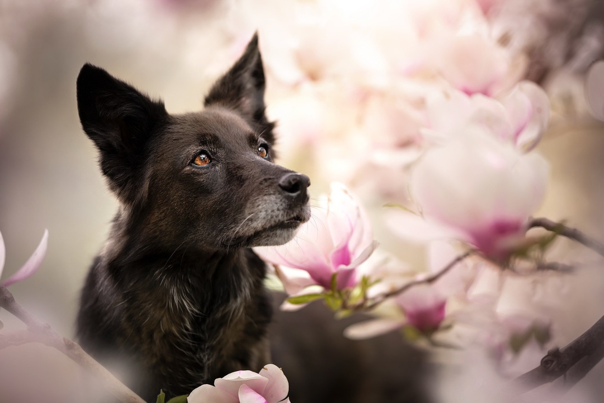 Download Flower Animal Dog Black Dog HD Wallpaper | 2048x1366 ...