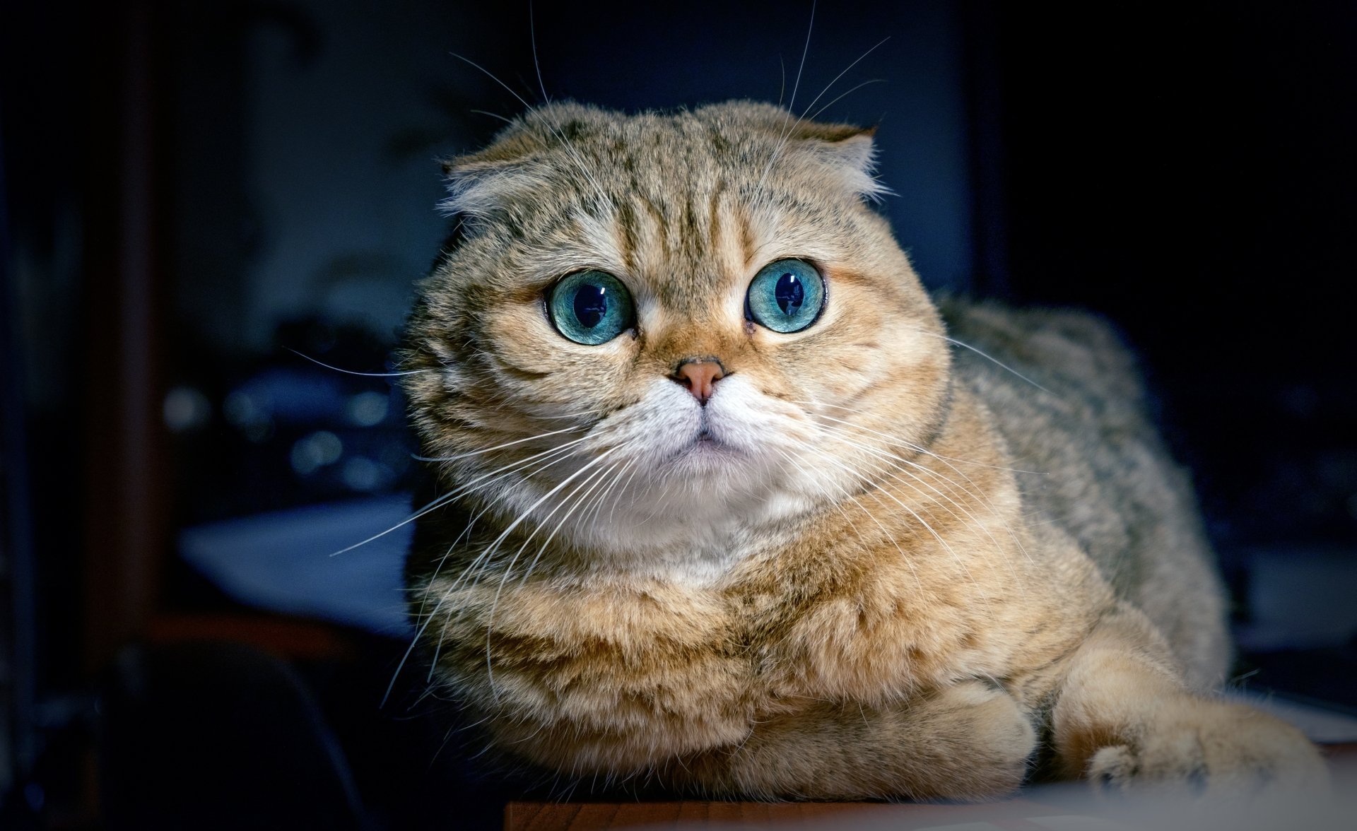 Download Blue Eyes Animal Cat HD Wallpaper | 3526x2160 | Wallpaper Abyss