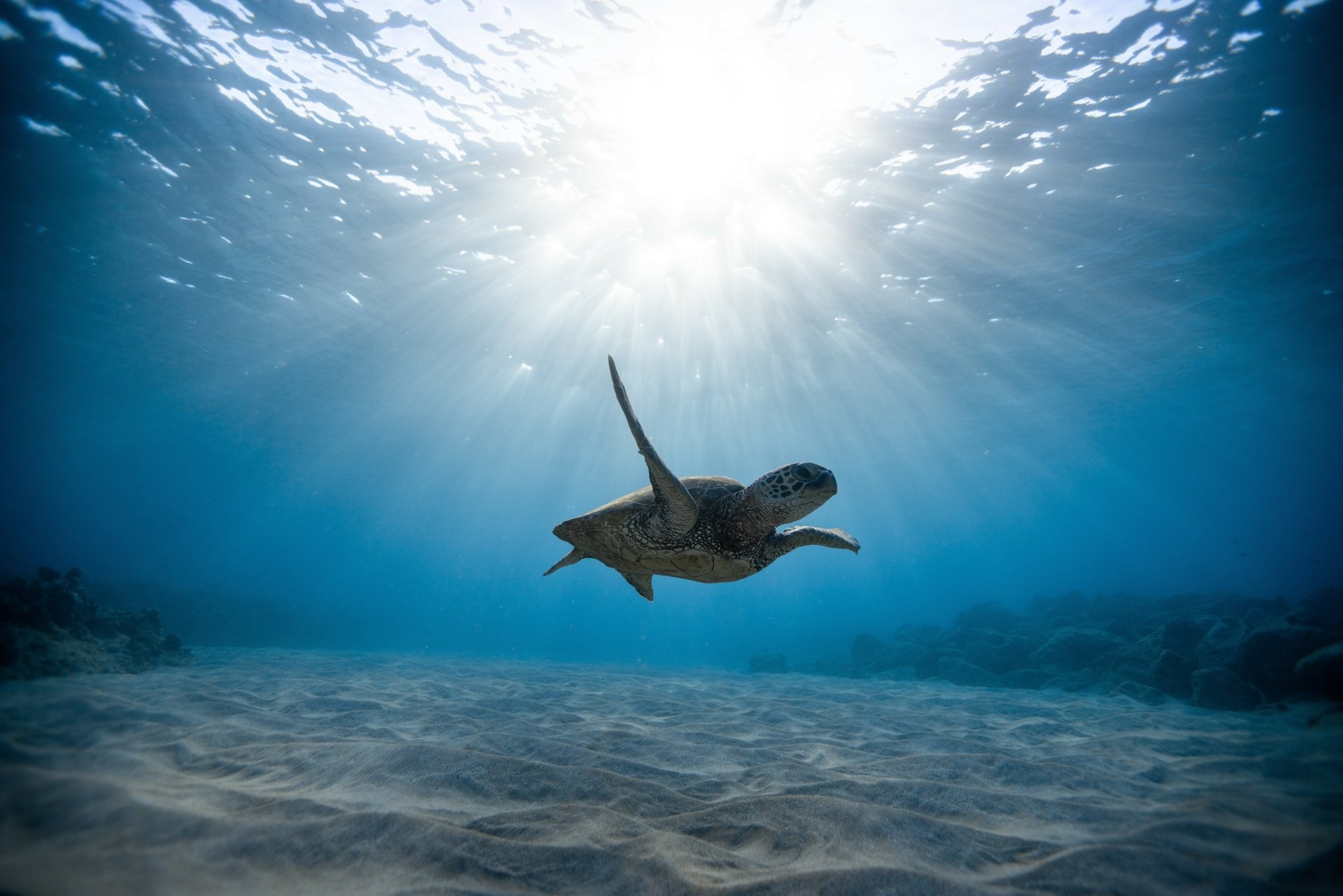 Underwater 8K Ultra HD wallpaper of a sea turtle swimming beneath sunbeams in clear ocean water, showcasing vibrant sea life and natural light.