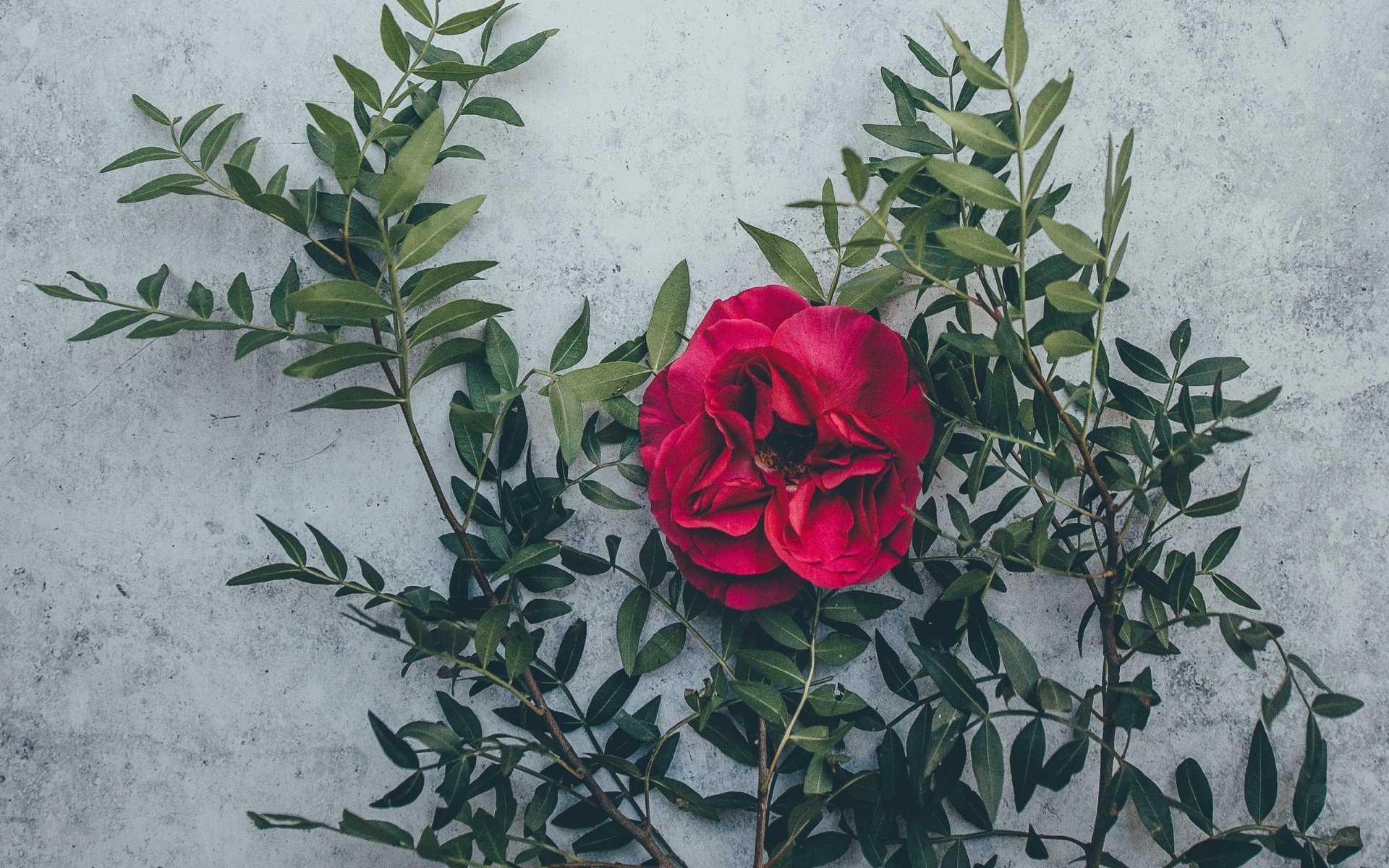 Download Red Flower Nature Rose HD Wallpaper