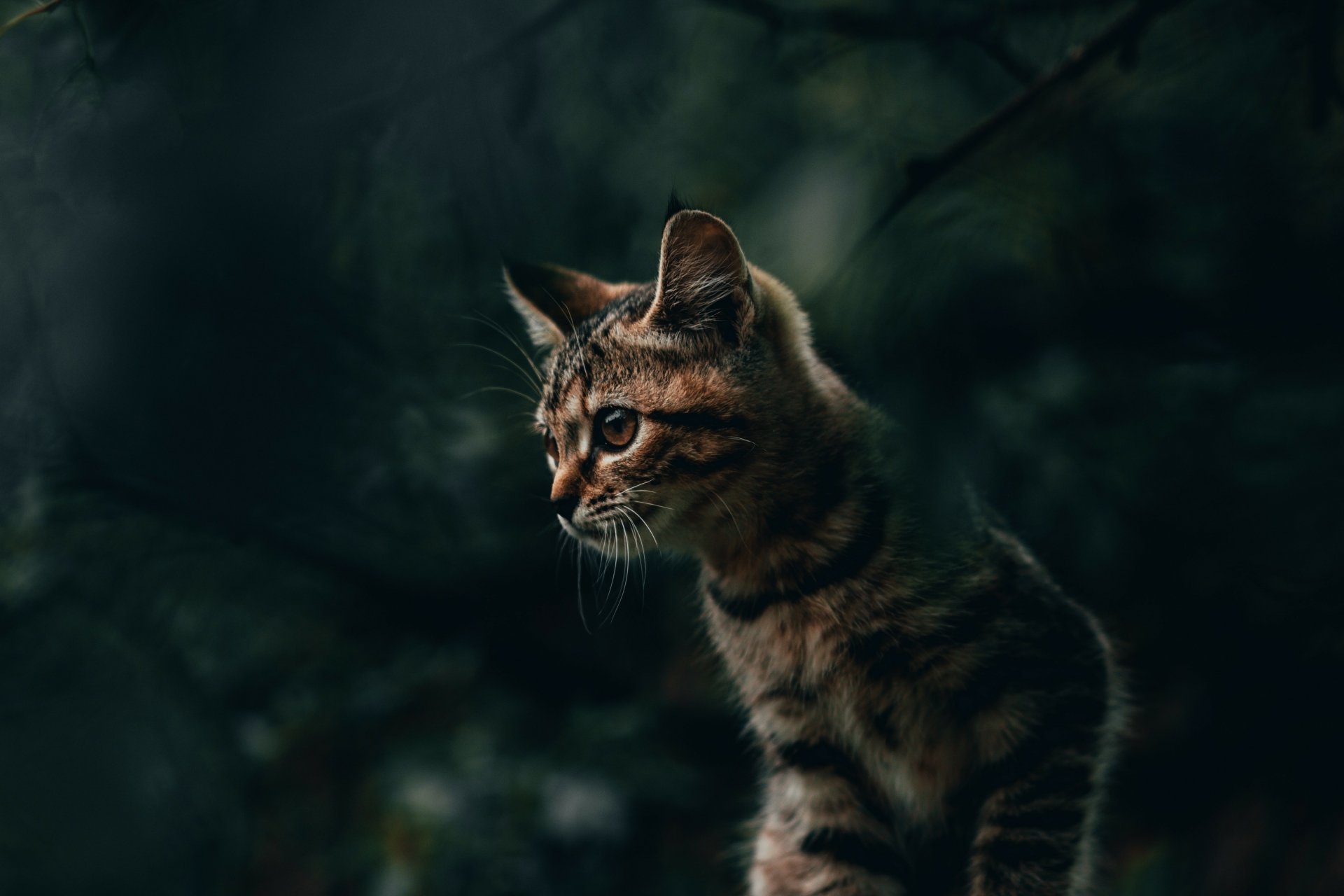 Download Animal Cat 4k Ultra HD Wallpaper